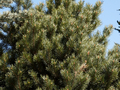 Pinus sylvestris Watereri IMG_3842 Sosna pospolita
